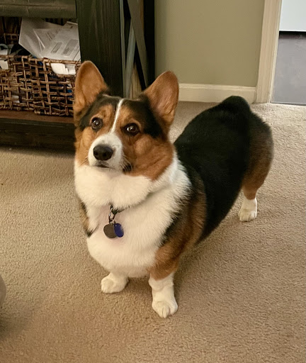 Pet Groomer «Tidy Dog Pet Supply & Salon», reviews and photos, 2612 Lebanon Pike A, Nashville, TN 37214, USA