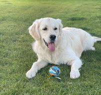 Happy Tails - Photo 5 - Car repair in Yorba Linda, CA, Anaheim