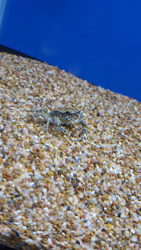 Tropical Fish Store «Aquatic Kingdom Aquariums», reviews and photos, 18757 E Hampden Ave #160, Aurora, CO 80013, USA