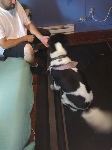 Pet Groomer «All American Pet», reviews and photos, 1833 Pioneer Pkwy E, Springfield, OR 97477, USA