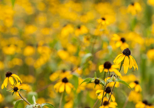 National Park «Stones River National Battlefield», reviews and photos, 3501 Old Nashville Hwy, Murfreesboro, TN 37129, USA