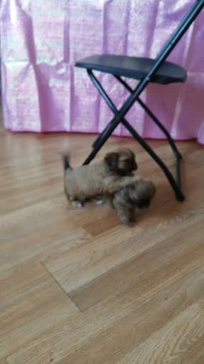 Pet Supply Store «PetSmart», reviews and photos, 2101 Elmwood Ave, Buffalo, NY 14207, USA