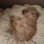 Photo n° 10 de l'avis de Sophie.o fait le 21/06/2018 à 07:09 pour Clinique vétérinaire des Genêts à Genas