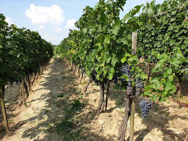 Opinii despre Gubicza Családi Pince Tamási Várhegy în Tamási - Egyetem