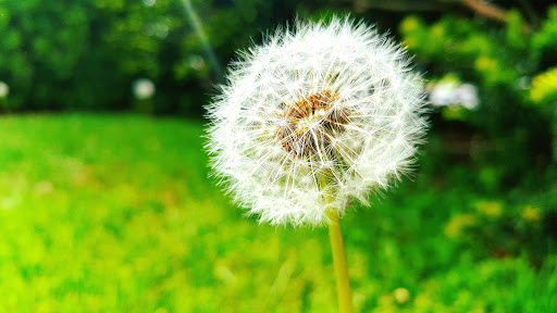 Park «Crocheron Park», reviews and photos, 214-41 34th Ave, Bayside, NY 11361, USA