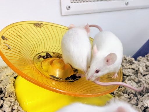 Pet Supply Store «Petco Animal Supplies», reviews and photos, 4915 E 41st St C, Tulsa, OK 74135, USA