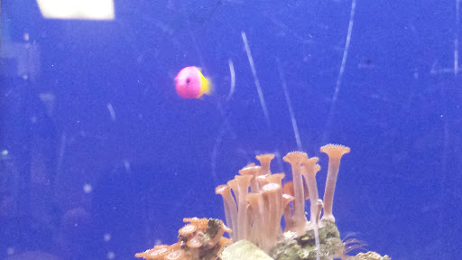 Pet Supply Store «PetSmart», reviews and photos, 4900 Monticello Ave, Williamsburg, VA 23188, USA