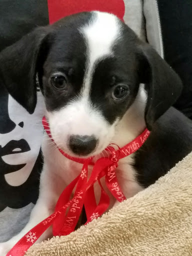 Pet Groomer «Tidy Dog Pet Supply & Salon», reviews and photos, 2612 Lebanon Pike A, Nashville, TN 37214, USA