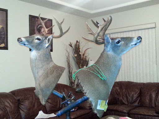 Exquisite whitetails taxidermy
