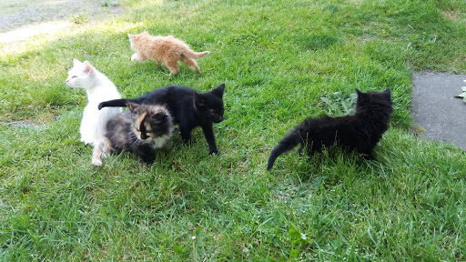 Park «Maple Leaf Reservoir Park», reviews and photos, 1020 NE 82nd St, Seattle, WA 98115, USA