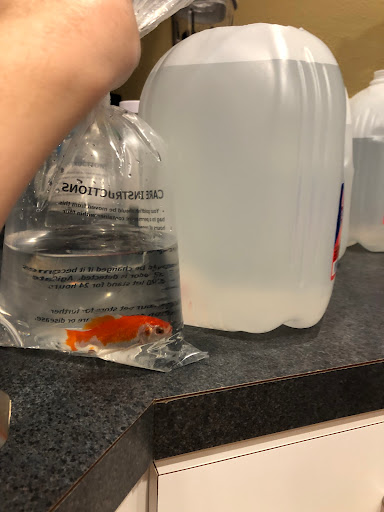 Pet Supply Store «Petco Animal Supplies», reviews and photos, 13127 N Dale Mabry Hwy, Tampa, FL 33618, USA