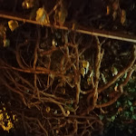 Photo n°10 de l'avis de Patty.a fait le 06/09/2022 à 05:27 sur le  Pizzeria La Campagnola à Campagnola