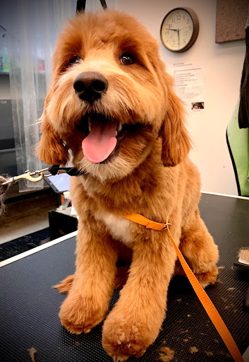 Pet Store «Bow Wow Meow», reviews and photos, 654 Santa Cruz Ave, Menlo Park, CA 94025, USA