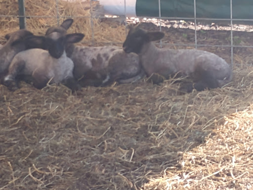 Tourist Attraction «Bloomsbury Farm», reviews and photos, 3260 69th St, Atkins, IA 52206, USA