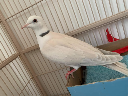 Pet Store «Kalamazoo Reptile Show», reviews and photos, 2900 Lake St, Kalamazoo, MI 49048, USA