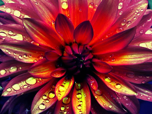 Florist «Desert Blooms Floral Design», reviews and photos, 3049 E McKellips Rd #14, Mesa, AZ 85213, USA