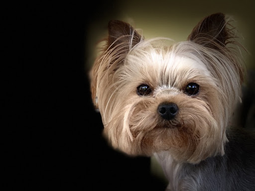 Pet Boarding Service «About Pets Center», reviews and photos, 1604 Conehurst Blvd, Salem, VA 24153, USA