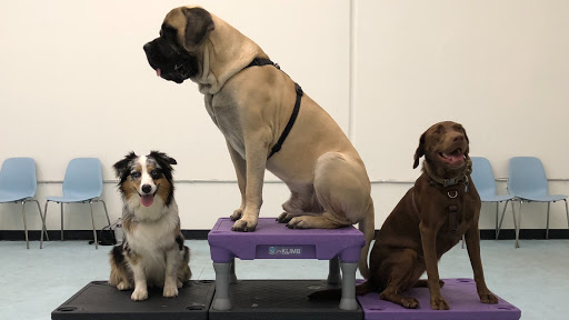 BADDogsInc Family Dog Training & Behavior