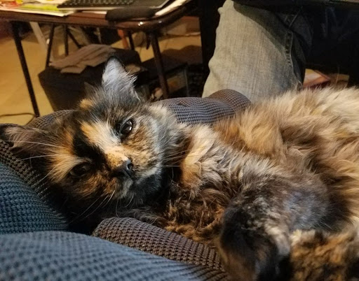 Pet Supply Store «Evolution Pet Food», reviews and photos, 1081 MN-36, Maplewood, MN 55109, USA