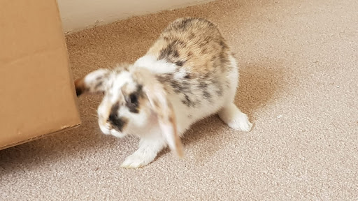 Rabbits for sale Rotherham