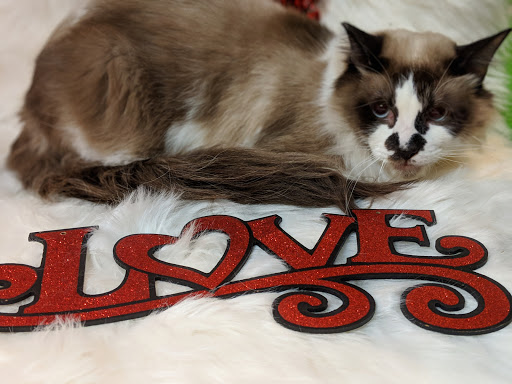 Pet Groomer «Glamour Pooch / Grooming Boutique», reviews and photos, 1590 Lomaland Dr, El Paso, TX 79935, USA