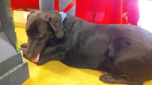 Pet Supply Store «PetSmart», reviews and photos, 10 Hazard Ave, Enfield, CT 06082, USA