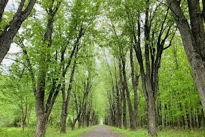 Parc régional de la Forêt Drummond - Secteur des Érables argentés image