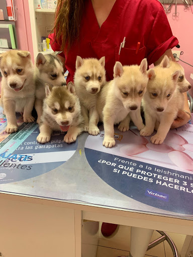 Clínica Veterinaria Jaraíz de La Vera Fátima Paredes en Jaraíz de la Vera