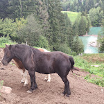 Photo n°1 de l'avis de FLAVIO.R fait le 12/09/2020 à 17:44 sur le  Agritur El Mas à Moena