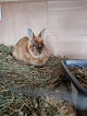 Home from Home Bunny and Guinea pig boarding hotel