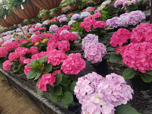 Florist «Pete Donati & Sons», reviews and photos, 35 Donati Rd, Pittsburgh, PA 15241, USA