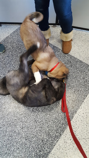 Pet Supply Store «Petco Animal Supplies», reviews and photos, 2000 NE Burnside Rd, Gresham, OR 97030, USA