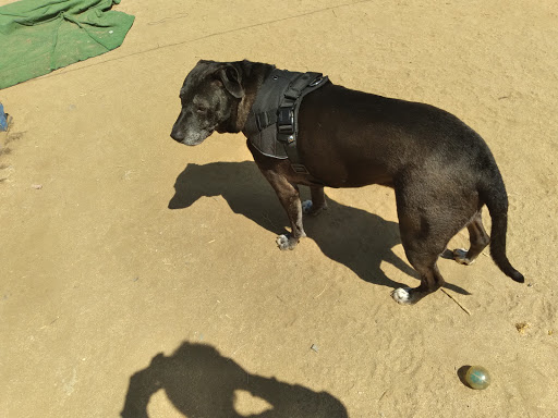 Thrift Store «Pet Rescue Thrift Store», reviews and photos, 3564 Central Ave, Riverside, CA 92506, USA