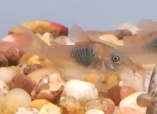 Tropical Fish Store «Pet Friendly Inc», reviews and photos, 845 Manitou Rd, Hilton, NY 14468, USA