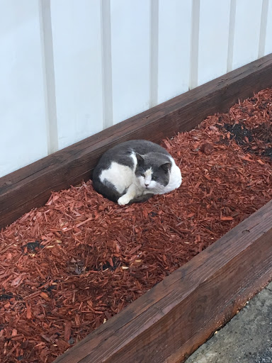 Auto Repair Shop «Five Forks Automotive, INC», reviews and photos, 3119 Five Forks Trickum Rd SW, Lilburn, GA 30047, USA