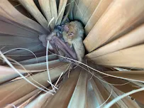 Raptor Home and Commercial - Car repair in League City, TX, League City - Rated 5.0/5