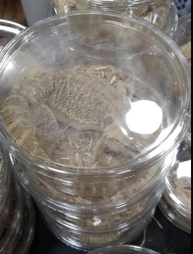 Reptile Store «Reptile Pets Direct», reviews and photos, 8088 Pat Booker Rd, Live Oak, TX 78233, USA