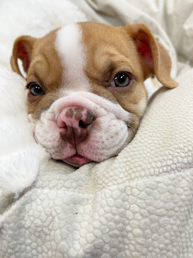 Pet Store «Animal Kingdom», reviews and photos, 4500 N Oracle Rd #254, Tucson, AZ 85705, USA