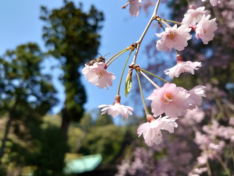 厳島神社(本殿・県重要文化財)