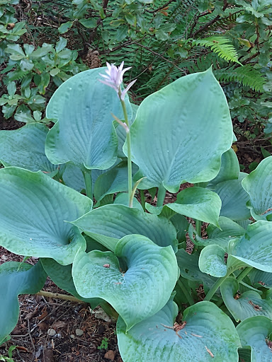 Botanical Garden «Rhododendron Species Botanical Garden», reviews and photos, 2525 S 336th St, Federal Way, WA 98003, USA