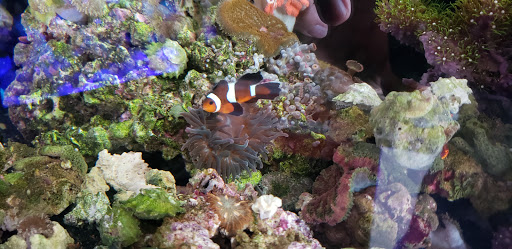 Tropical Fish Store «Aquatic Treasures», reviews and photos, 3211 N Tenaya Way #107, Las Vegas, NV 89129, USA