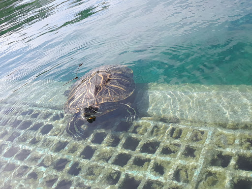 Convention Center «McAllen Convention Center», reviews and photos, 700 Convention Center Blvd, McAllen, TX 78501, USA