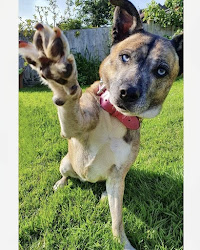 Hazel's Positive Pawfection Dog Services
