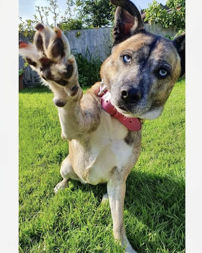 Hazel's Positive Pawfection Dog Services