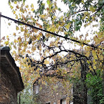 Photo n°11 de l'avis de Luis.a fait le 31/10/2022 à 16:54 sur le  Onde o Morto matou o Vivo à São Pedro do Sul