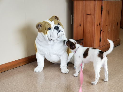 All Pets Animal Hospital veterinary clinic