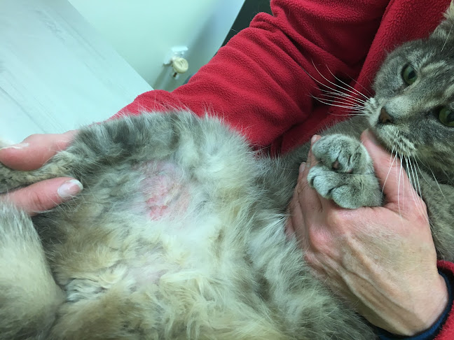 Reviews of Animal Dermatology Canterbury in Woodend - Veterinarian