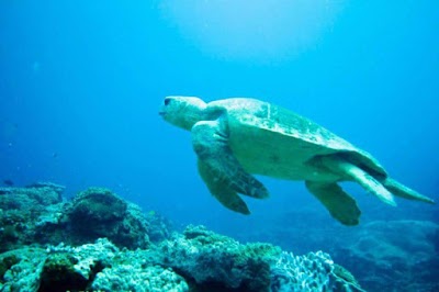 Photos of Reefteach Sodwana Bay