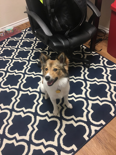 Pet Supply Store «PetSmart», reviews and photos, 860 NE Mall Blvd, Hurst, TX 76053, USA