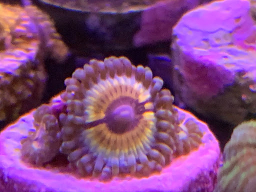 Tropical Fish Store «Tropical Pet Oasis», reviews and photos, 10218 Progress Ln, Parker, CO 80134, USA